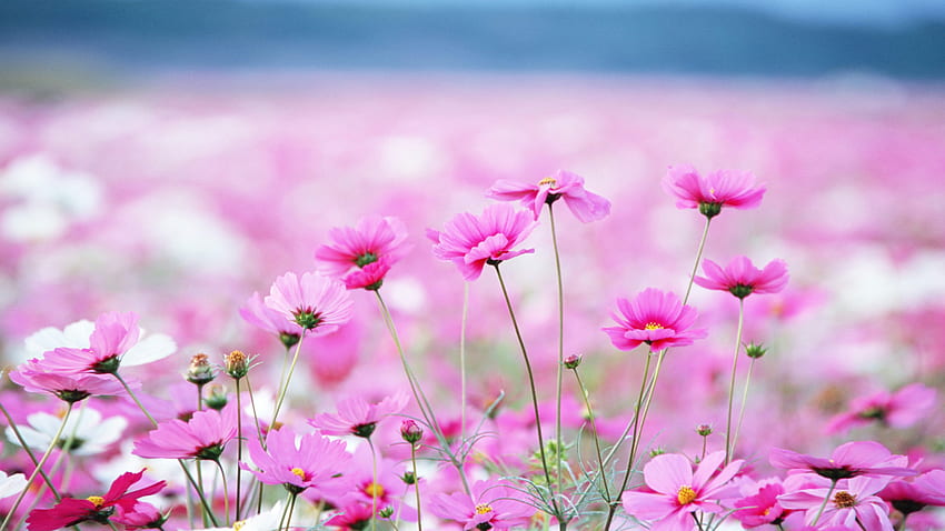 Pink daisy: Hoa cúc hồng chính là biểu tượng của sự tươi mới, sự tươi trẻ và tình yêu. Bức ảnh chụp cúc hồng sẽ khiến bạn có cảm giác yên bình và thư thái. Hãy cùng tìm hiểu những điều tuyệt vời về hoa cúc hồng qua bức ảnh đầy màu sắc này.