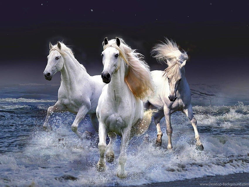 Sieben laufender Pferdefund. t, schönes Pferd HD-Hintergrundbild