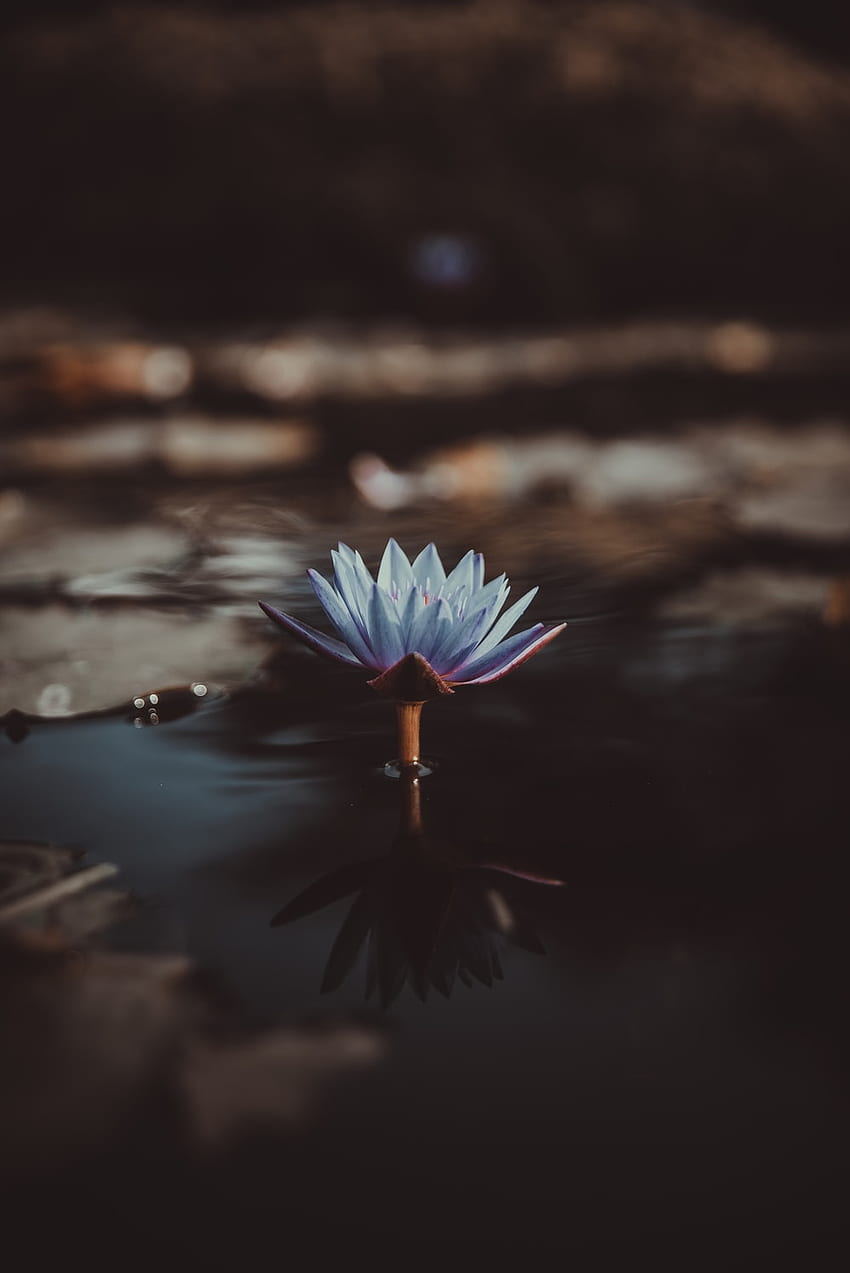 Blauer Lotus, schwarze Lotusblume HD-Handy-Hintergrundbild