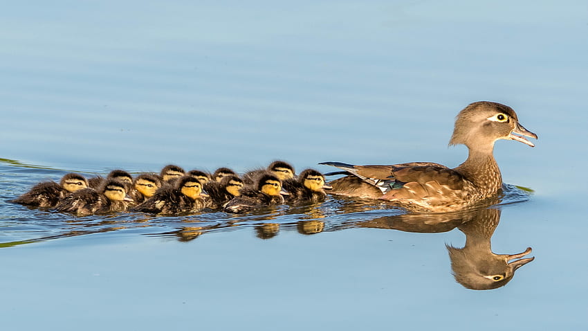 The Wood Duck Family out Cruising, ducks, reflection, water, animals HD wallpaper