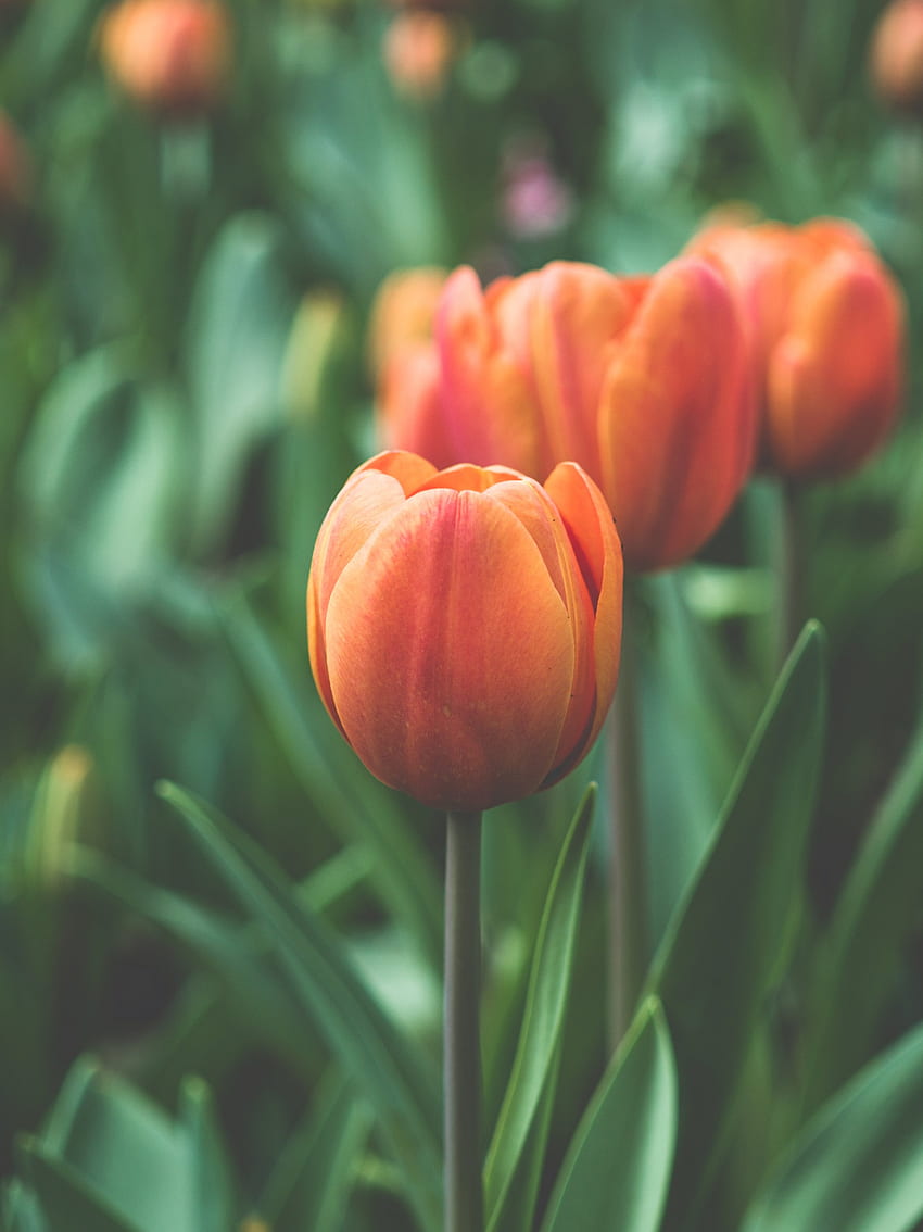 Tulipe orange - iPhone, Android et arrière-plan, Tulipes oranges Fond d'écran de téléphone HD