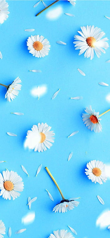 Best Flowers iPhone & Background, Pastel Blue Aesthetic HD phone wallpaper  | Pxfuel