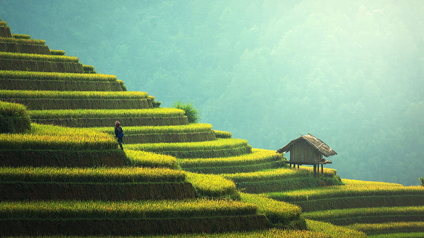 Rice Terraces China U, Ultra Farm HD wallpaper