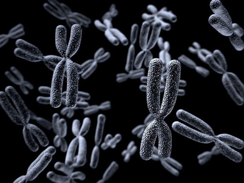 染色体。 染色体、染色体 PowerPoint の背景、染色体黒 高画質の壁紙