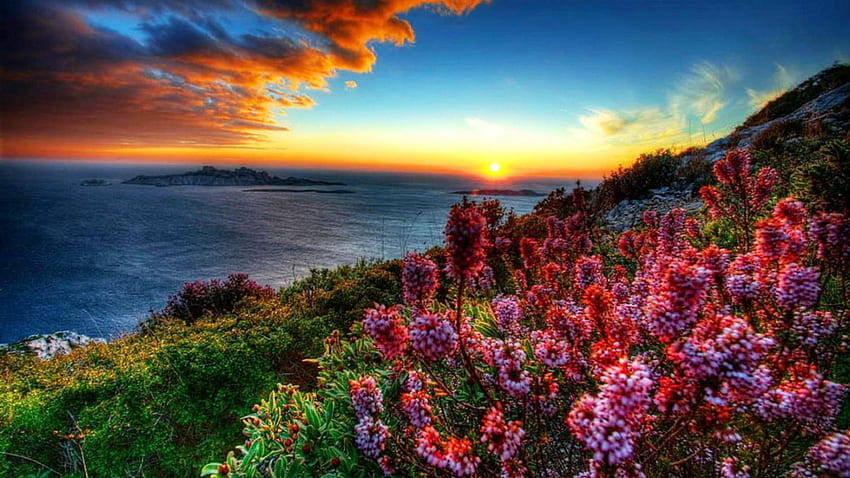Fiori costieri al tramonto, mare, fiori selvatici, spiaggia, fiore, nuvole, natura, fiori, cielo, montagne, splendore, sole, tramonto Sfondo HD