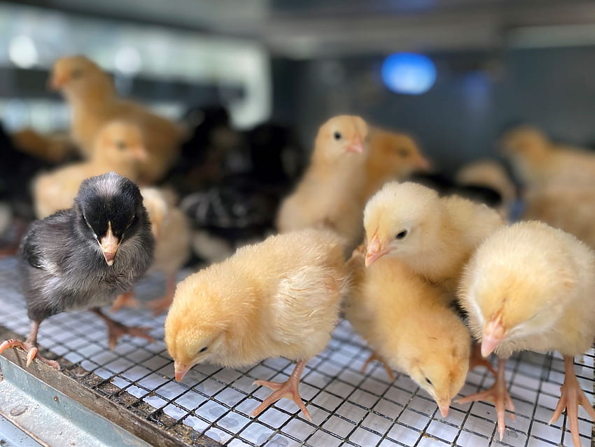 I polli da cortile prosperano a Houston in mezzo alla pandemia di coronavirus, pollame Sfondo HD
