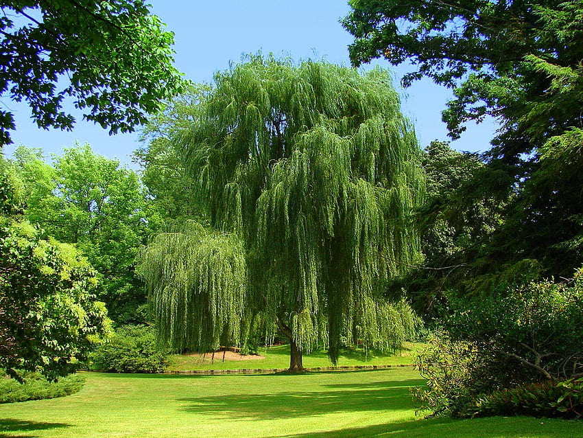 Weeping Willow Wallpapers  Top Free Weeping Willow Backgrounds   WallpaperAccess