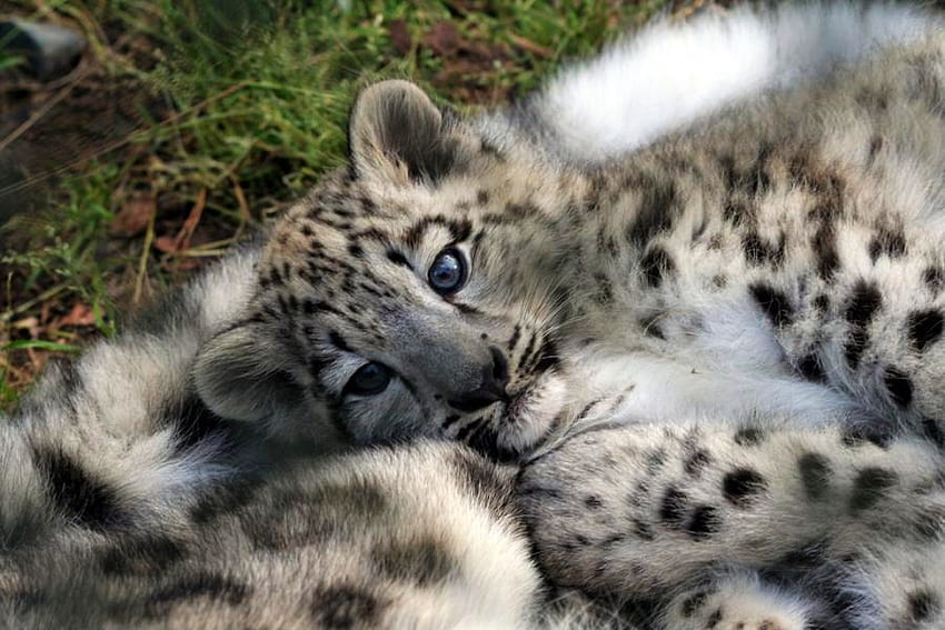 Caja fuerte, ojos azules, cachorro, madre, negro marrón y blanco, leopardo de las nieves fondo de pantalla