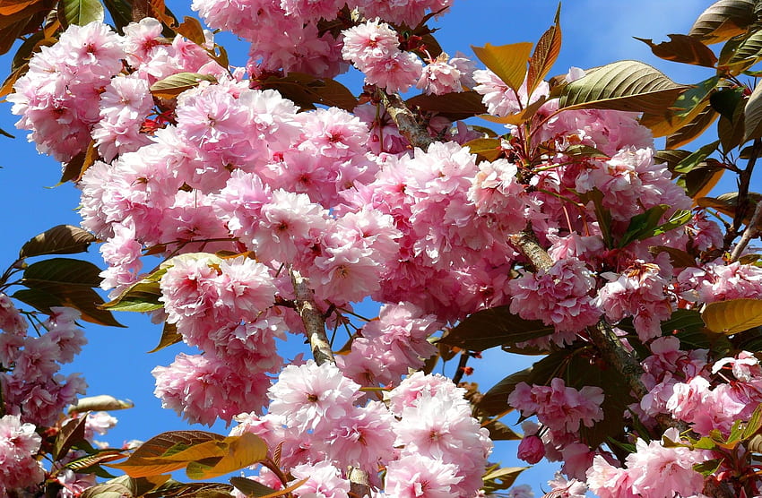 Bunga, Langit, Daun, Sakura, Mekar, Berbunga, Cabang, Musim Semi Wallpaper HD