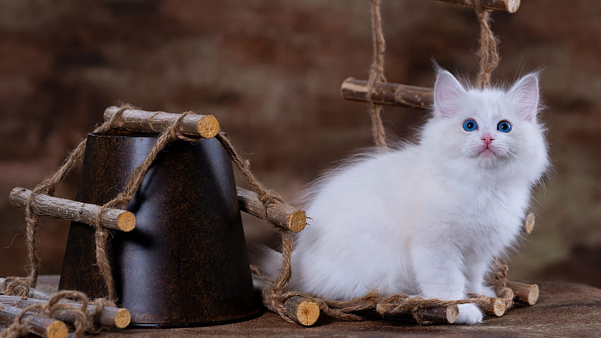 Blue Eyes White Cat Kitten Is Looking Up In Blur Background Cat HD wallpaper