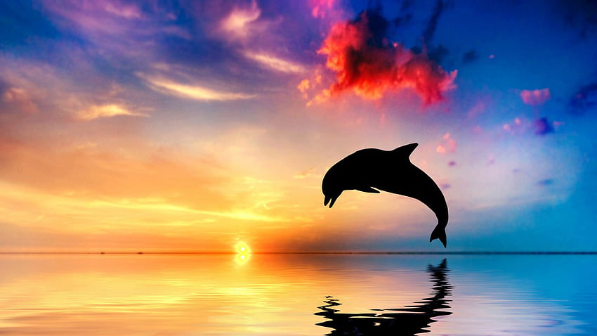 Delfín saltando, mar, colorido, delfín, amanecer, nubes, cielo, sol, atardecer, océano fondo de pantalla