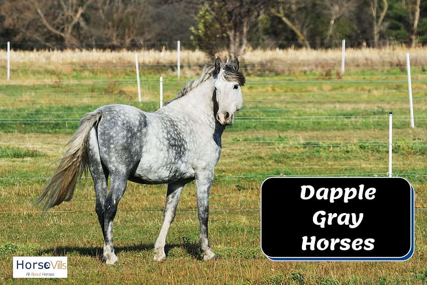Dapple Gray Horses: Breeds and Color (W/ & Videos) HD wallpaper