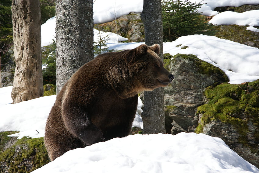 animales, invierno, árboles, nieve, oso, oso euroasiático fondo de pantalla