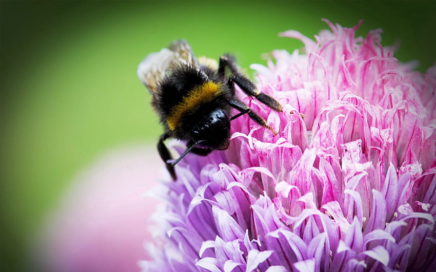 Flower, Macro, Bee, Clover, Pollination HD wallpaper