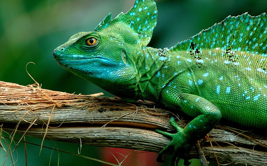 green nature eyes wood animals lizards reptiles basilisk High Quality , High Definition HD wallpaper