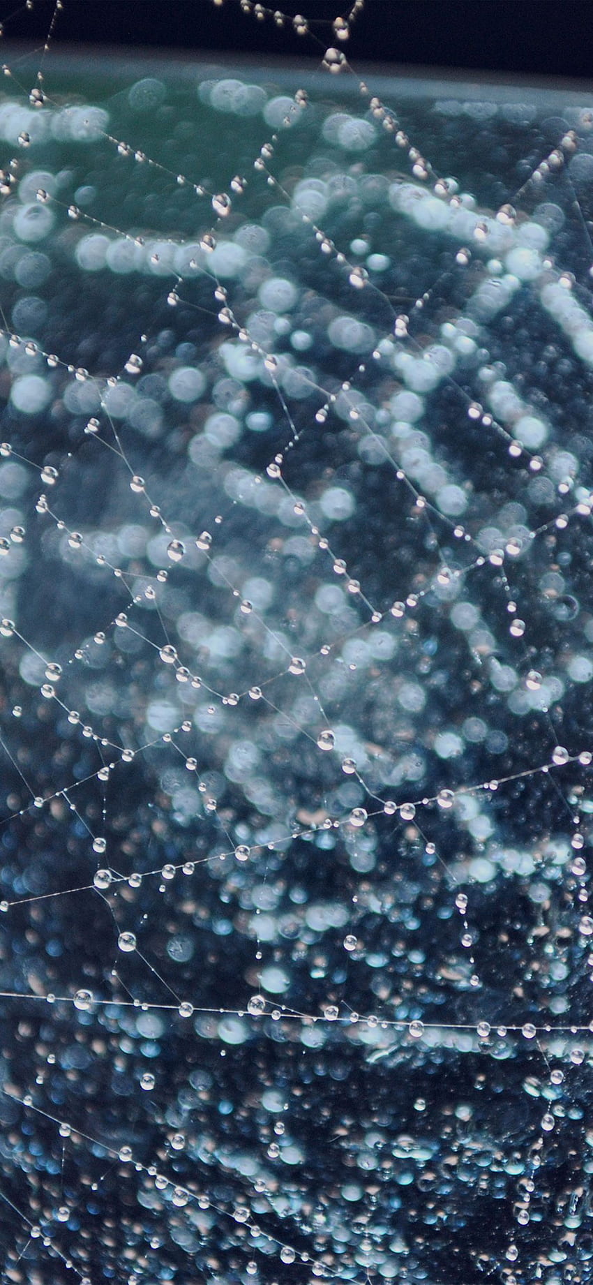 빗방울 밤 자연 거미줄 파란색, 거미줄 HD 전화 배경 화면