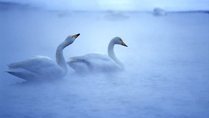 Animals, Birds, Swans, Lake, Couple, Pair, Fog, Care HD wallpaper