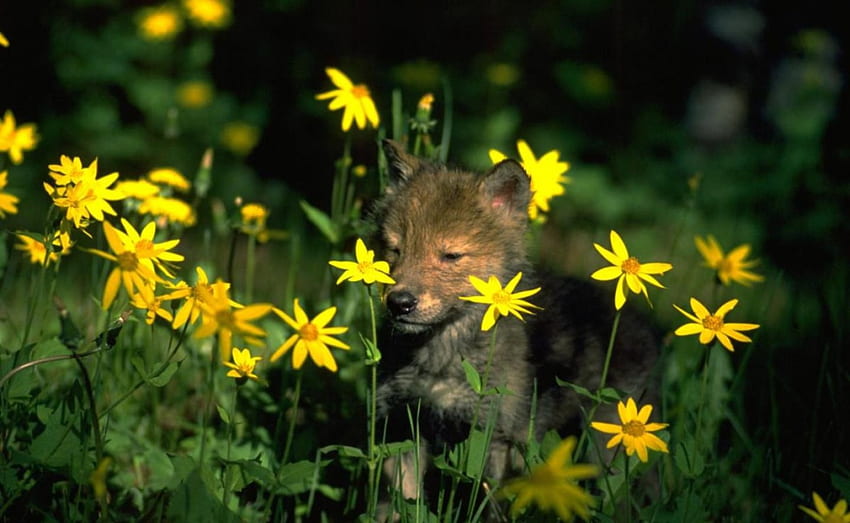 꽃 속의 강아지, 늑대, 작은, 늑대, 포식자 HD 월페이퍼