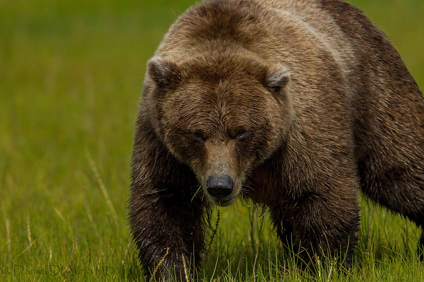 Zwierzęta, trawa, niedźwiedź, tłuszcz, gruby, niedźwiedź brunatny Tapeta HD