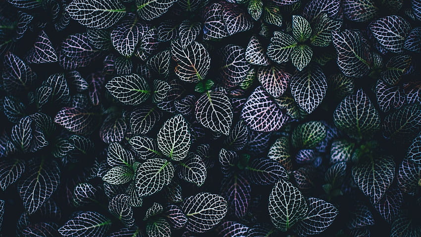 Leaves , Plant, Botanical garden, Pattern, Nature, Biology HD wallpaper