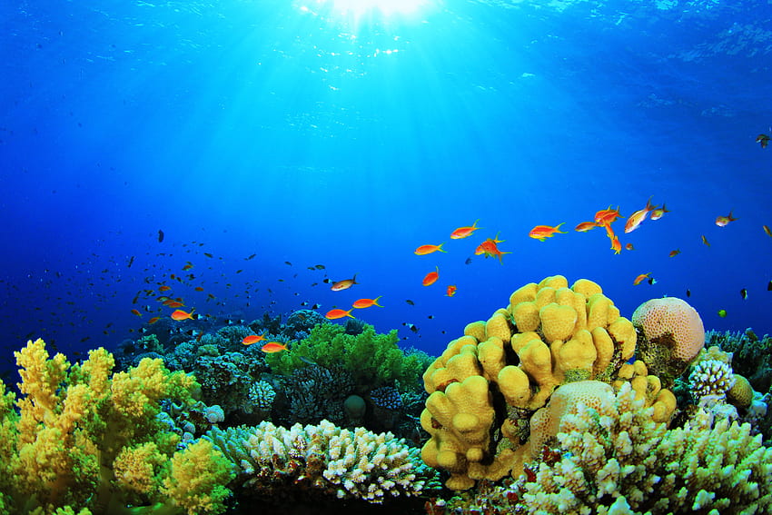 Pesce di mare Profondità Acquario natura colori piante Alghe coralline sole ., Piante oceaniche Sfondo HD
