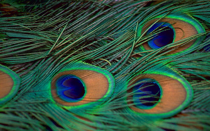 Green and Blue Peacock Bird Feather Background., Peacock Bird Design HD wallpaper