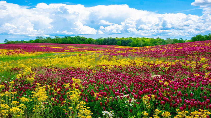 Field of Butterweed and Crimson Clover near Peebles, Ohio, blossoms, clouds, colors, landscape, flowers, sky, usa HD wallpaper