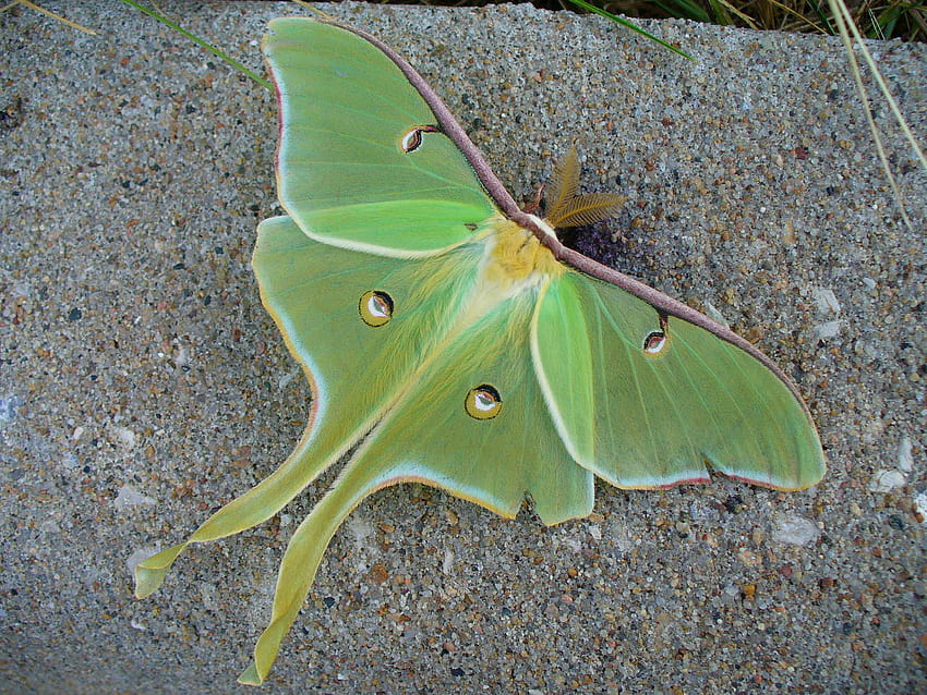 Luna Moth , Animal, HQ Luna Moth . 2019 HD wallpaper | Pxfuel