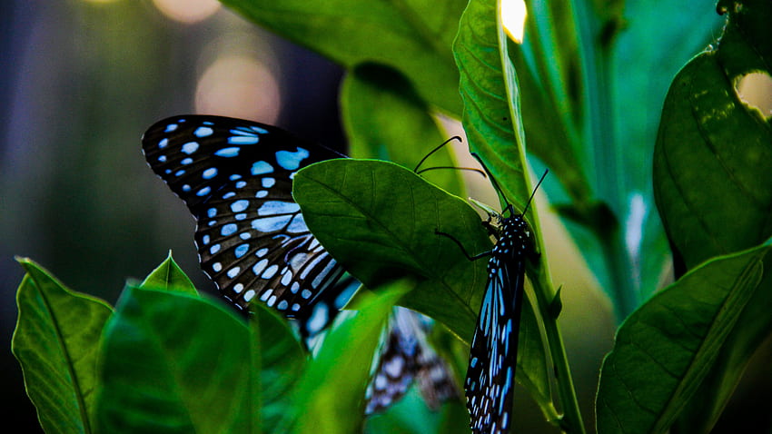 Kupu-kupu Hitam dan Biru di Daun Hijau Wallpaper HD