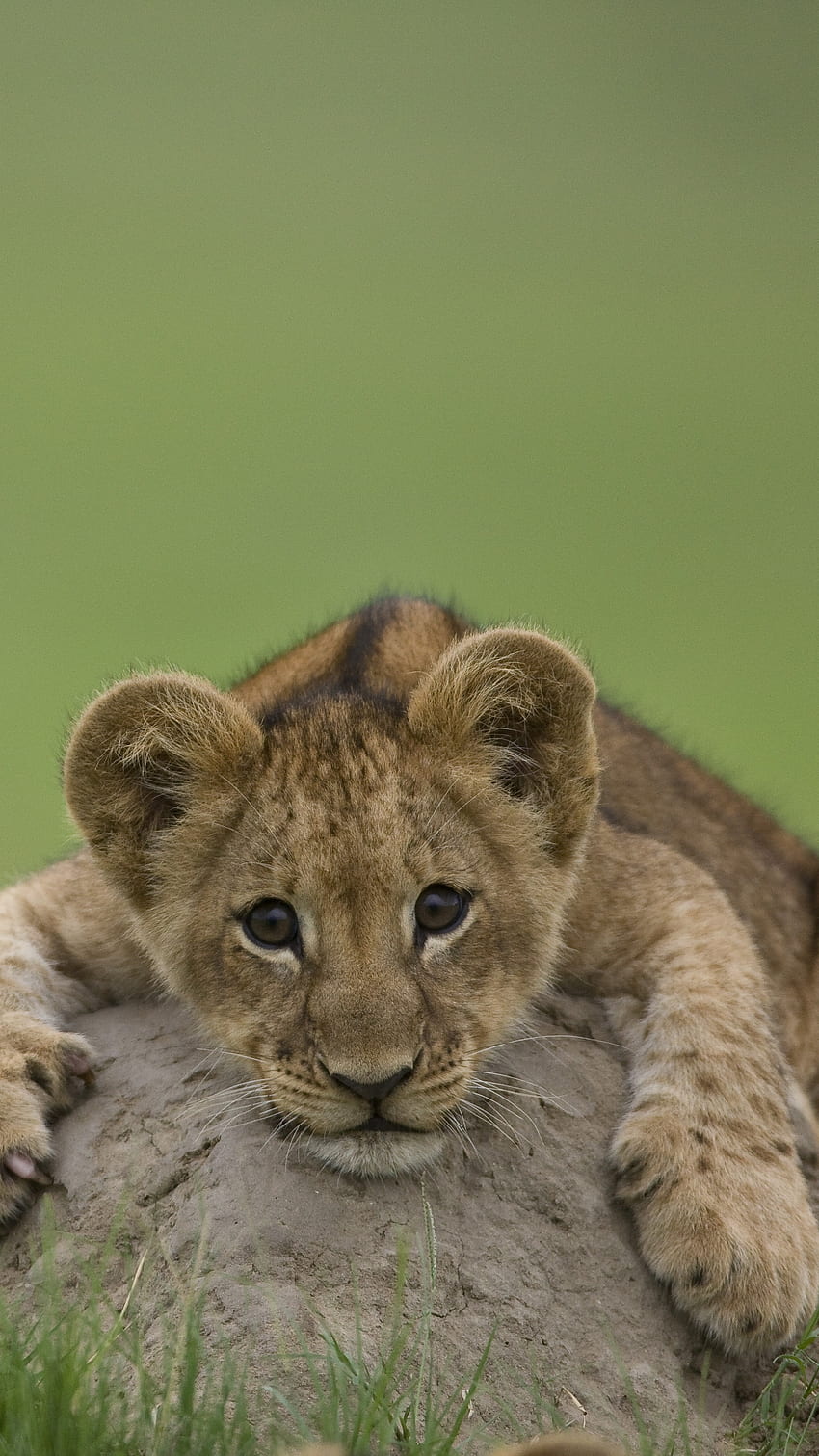 Niebezpieczny lew, dziecko, lwiątko Tapeta na telefon HD