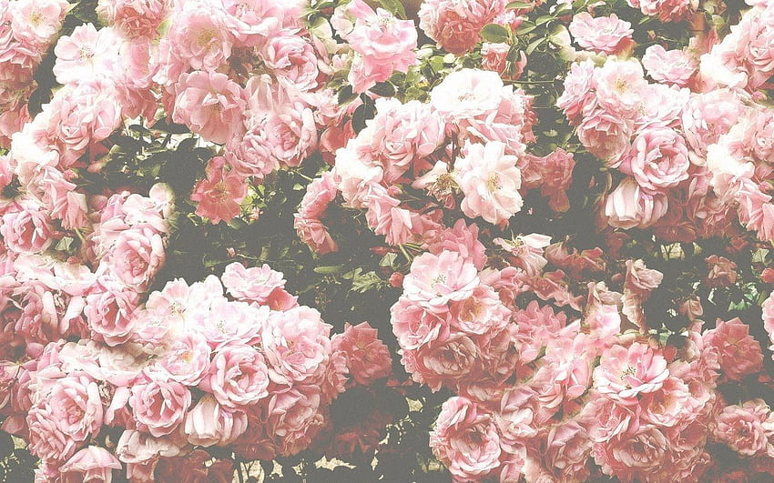 Flowers Aesthetic. Flower aesthetic, Aesthetic roses, Flower background, Aesthetic Floral Computer HD wallpaper