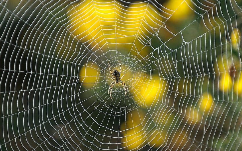 Web . Spider Web , Spider Web Background and Scary Spider Web HD wallpaper