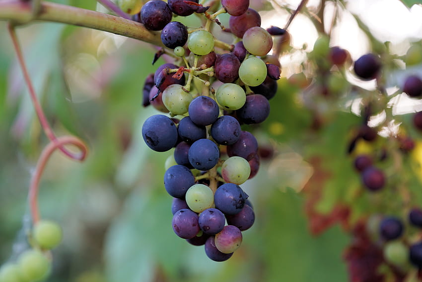 Food, Vine, Grapes, Berries, Branch HD wallpaper