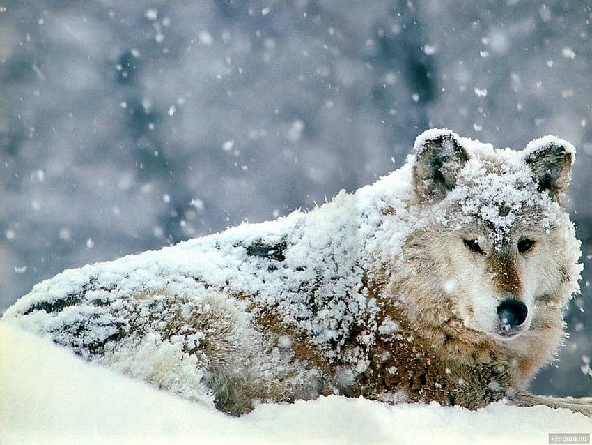 UN DÍA EN LA VIDA DE UN LOBO, invierno, clima, lobo, triste, copos de nieve, vida silvestre, nieve, lupino, caninos, ártico fondo de pantalla