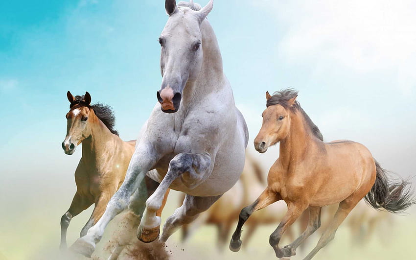 24 horse running Beautiful horses [] for your , Mobile & Tablet. Explore Beautiful Horse . Wild Horses , Horse, Nice Horse HD wallpaper
