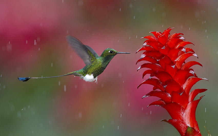 Sinek kuşu hayvanlar kuşlar çiçekler doğa yaban hayatı yağmur damlaları HD duvar kağıdı
