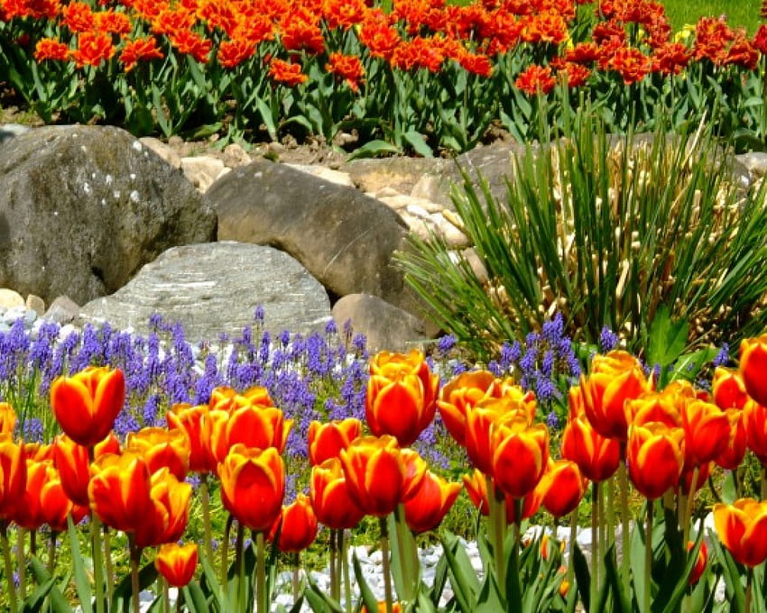 Blumen, orange HD-Hintergrundbild