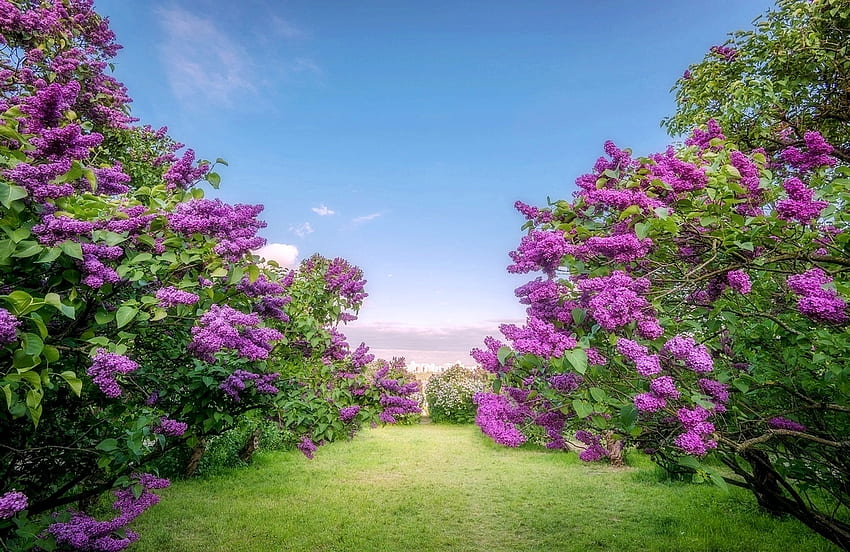 Blooming lilac garden, Blooming, violet, garden, nature, lilac HD wallpaper
