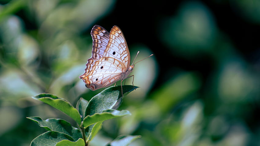 White Brown Lines Black Dots Design Nymphalidae Butterfly On Green Leaf In Blur Background Butterfly HD wallpaper