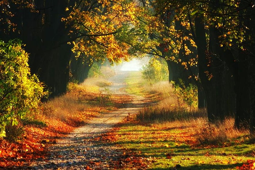 Die Farben der Ruhe, des Sonnenlichts, der Farben, des Herbstes, des Friedens, der Ruhe, des Waldes, des Gehwegs HD-Hintergrundbild