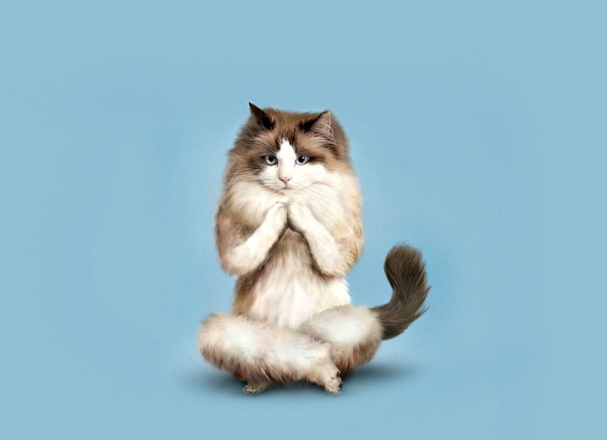 Meditasi, biru, binatang, yoga, imut, kucing, persia, pisica, kreatif, lucu Wallpaper HD