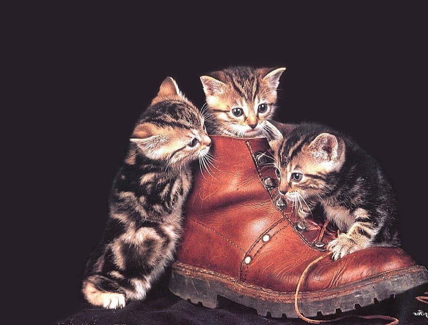 Puss in Boot, แมว, บูต, ลูกแมว วอลล์เปเปอร์ HD