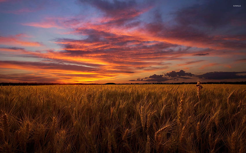 Barley field under the orange sky - Nature HD wallpaper