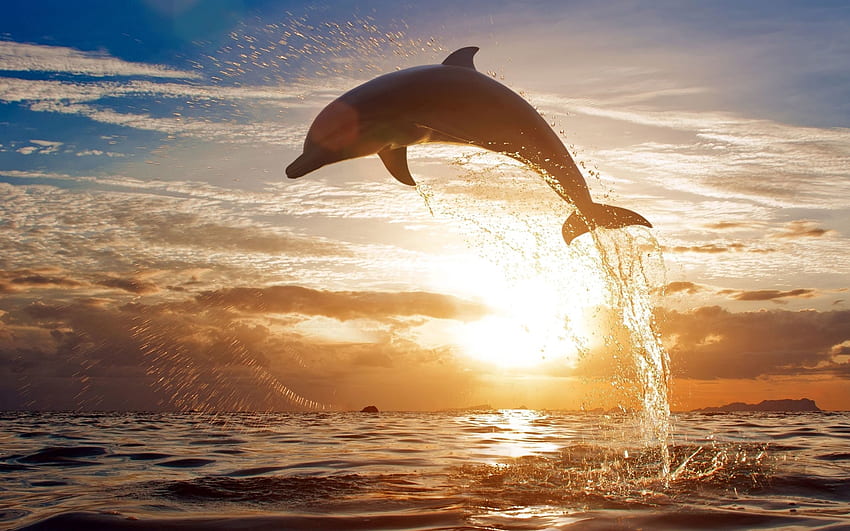 Zwierzęta, zachód słońca, morze, odbicie, skok, delfin Tapeta HD