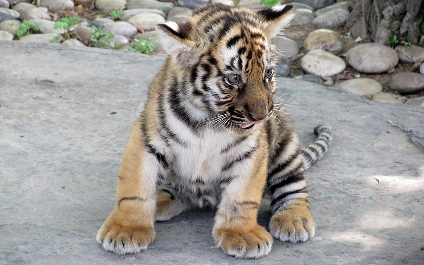 Animals, Predator, Big Cat, Tiger, Tiger Cub HD wallpaper