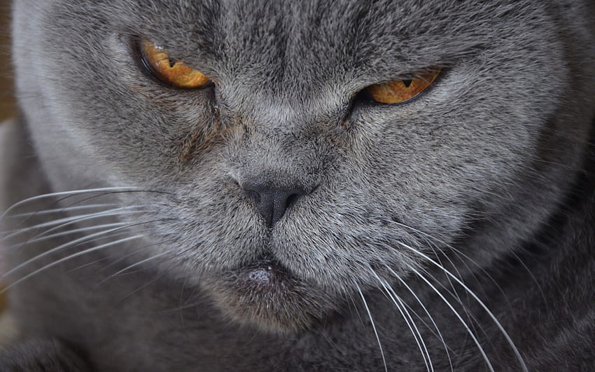 Gato Irritado, De perto, British Shorthair, Gatos papel de parede HD