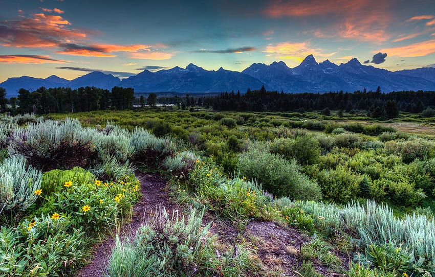 Forest, the sky, grass, clouds, trees, sunset, flowers, Jackson Hole HD ...