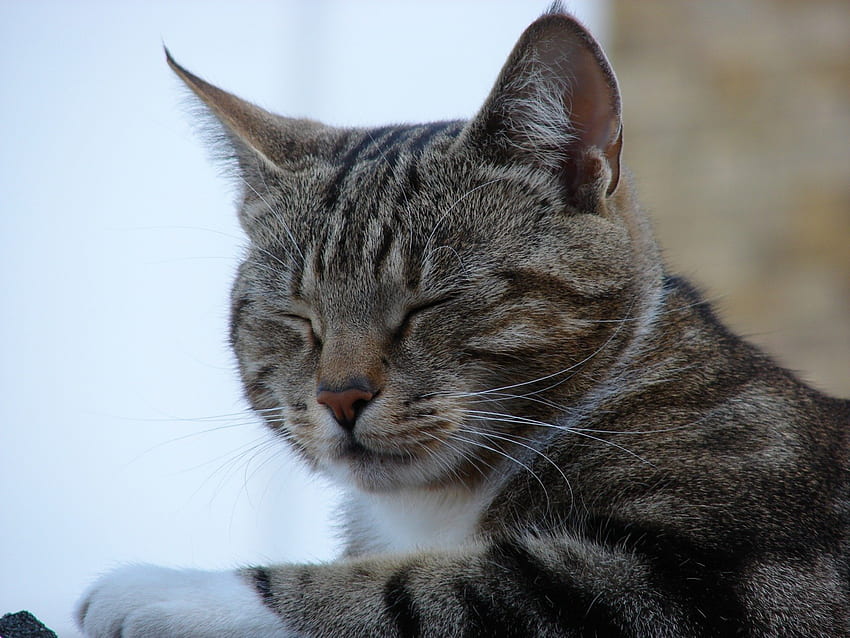 Mad Cat 3, 고양이, 애완 동물 HD 월페이퍼