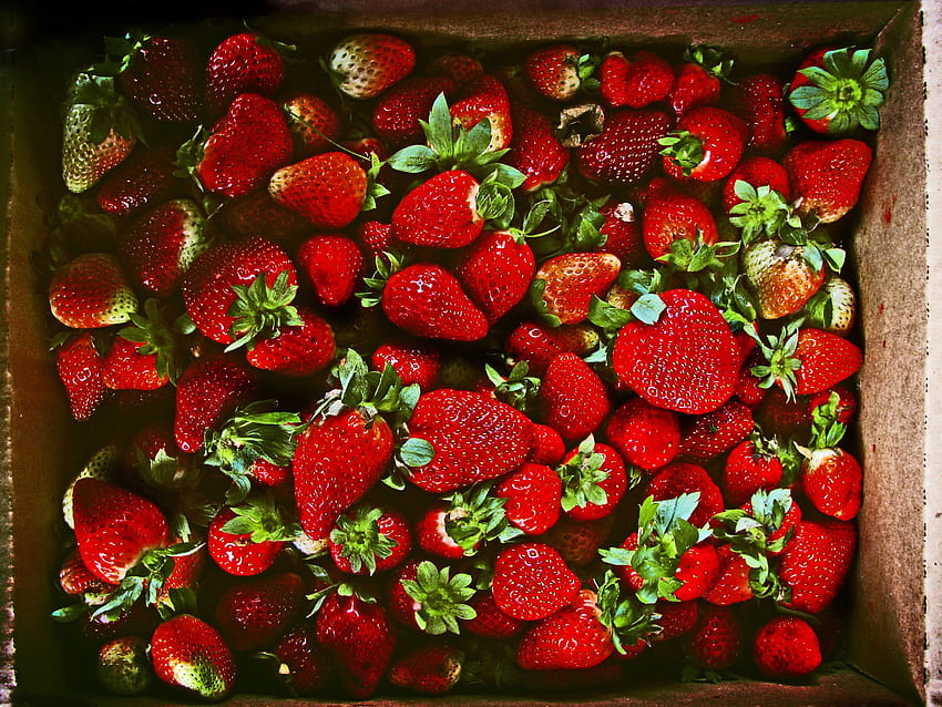 Essen, Erdbeere, Beeren, reif, saftig HD-Hintergrundbild