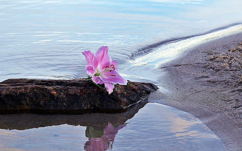 บัวเผื่อน ธรรมชาติ น้ำ ทะเลสาบ ลิลลี่ วอลล์เปเปอร์ HD